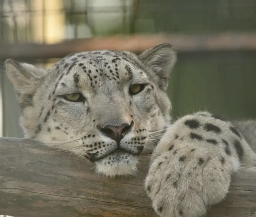 mountain zoo